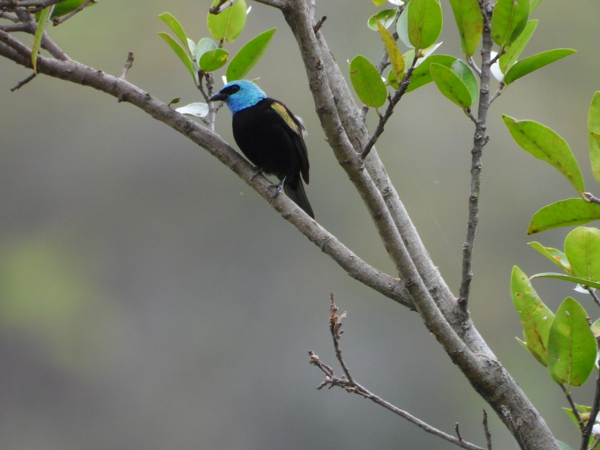 Blue-necked Tanager - ML620918985