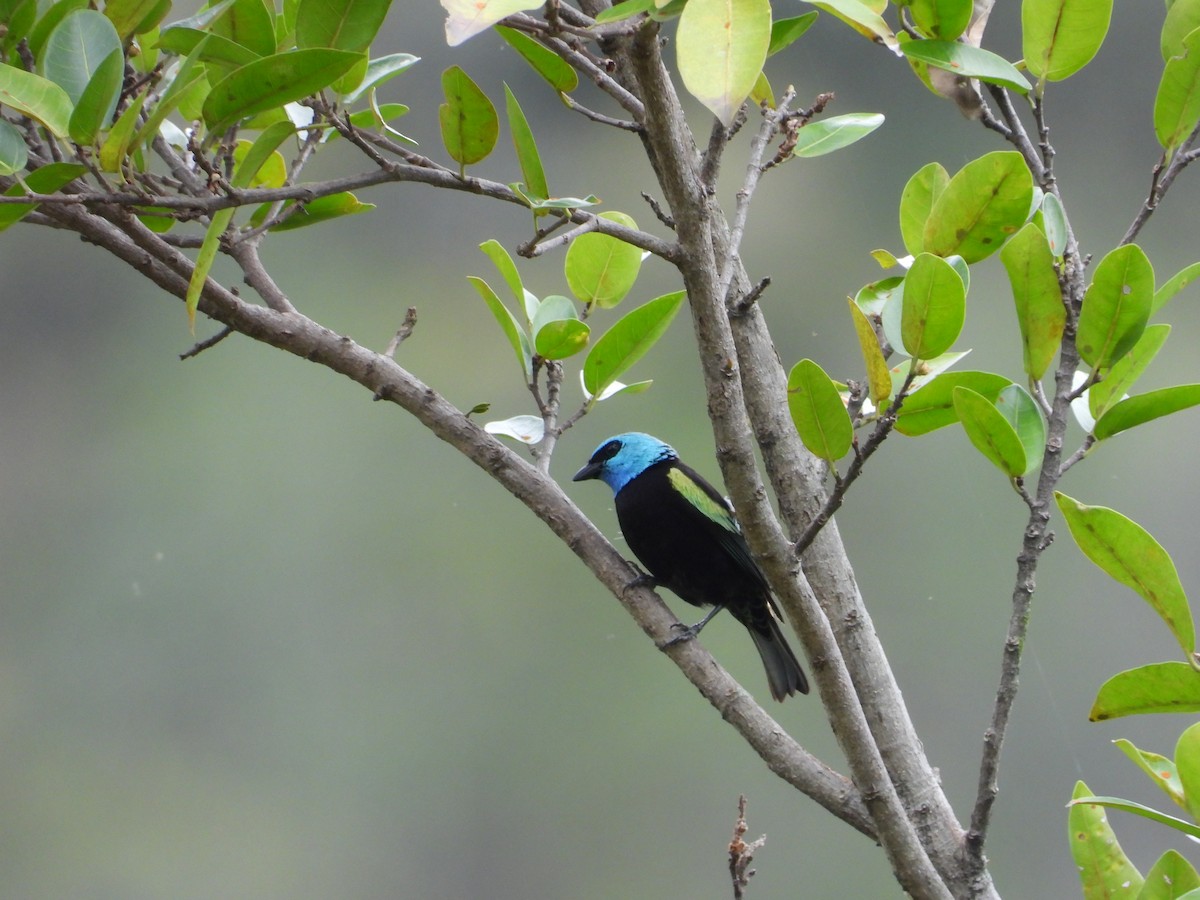 Blue-necked Tanager - ML620918986