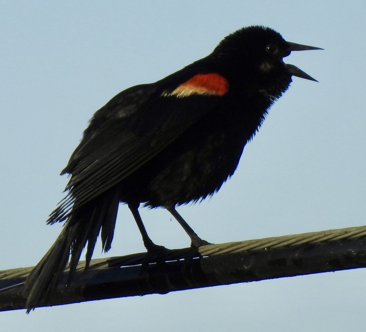 Red-winged Blackbird - ML620918988