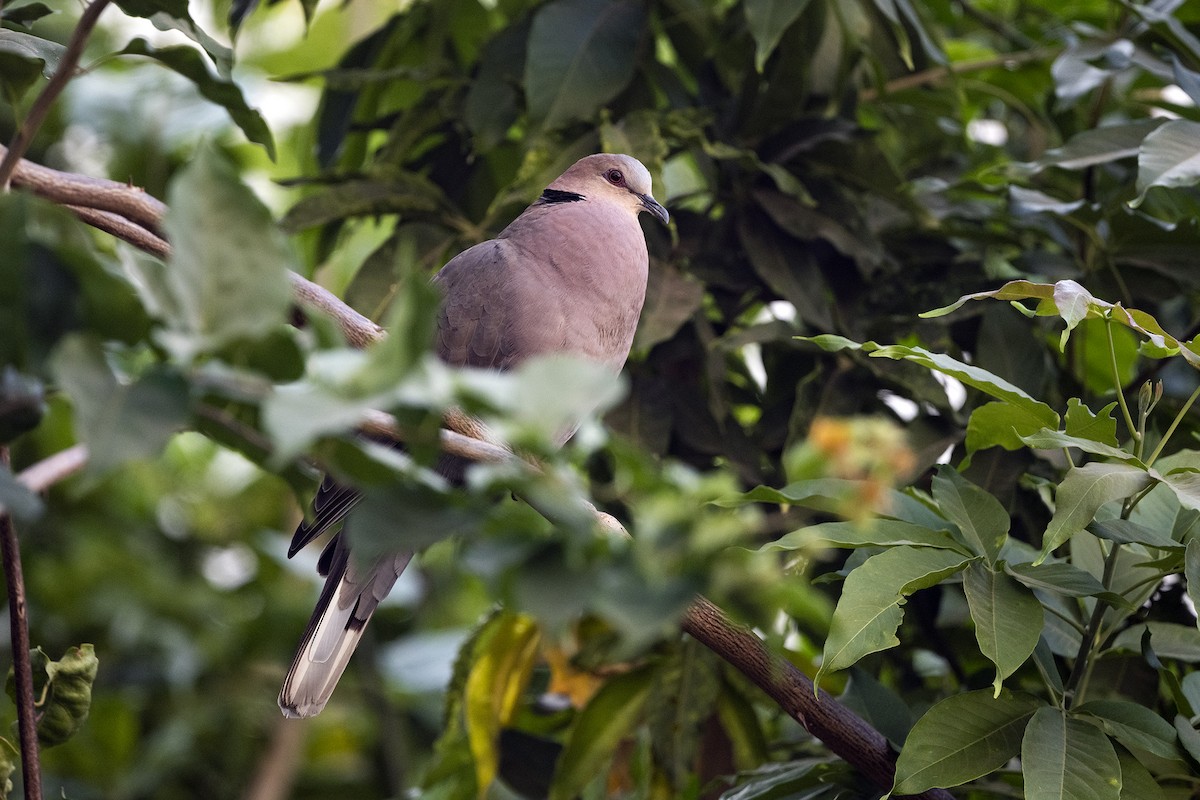 Red-eyed Dove - ML620919004
