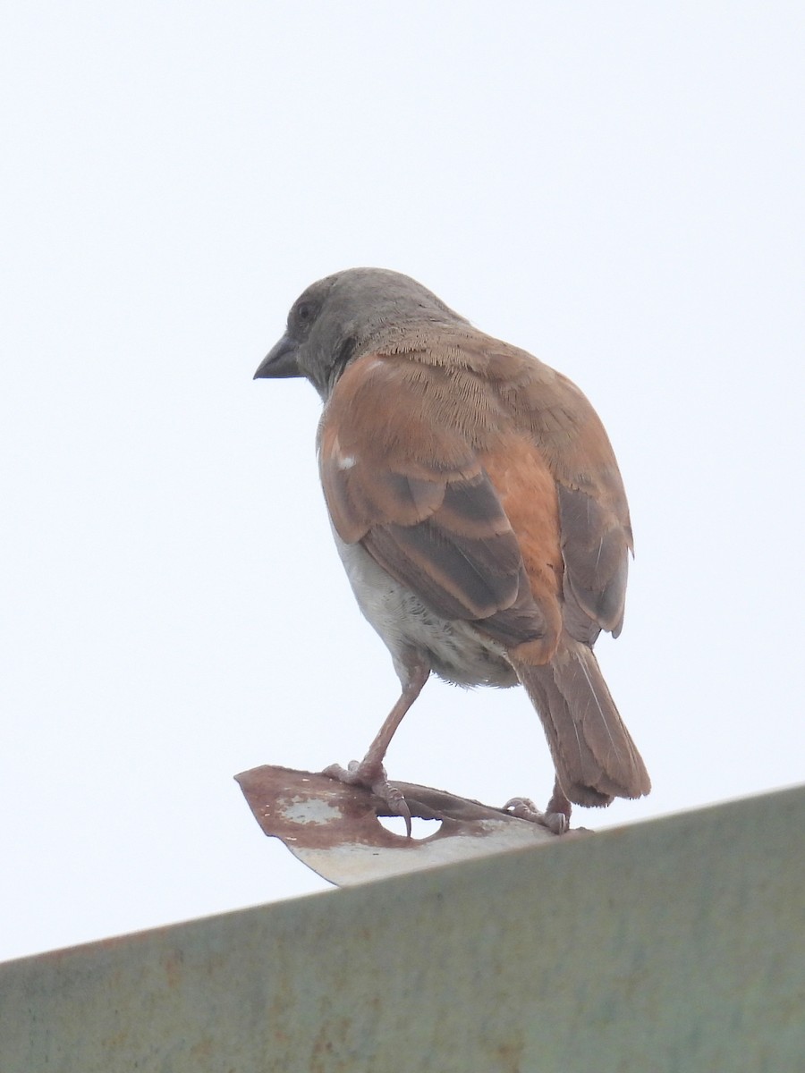 Northern Gray-headed Sparrow - ML620919006