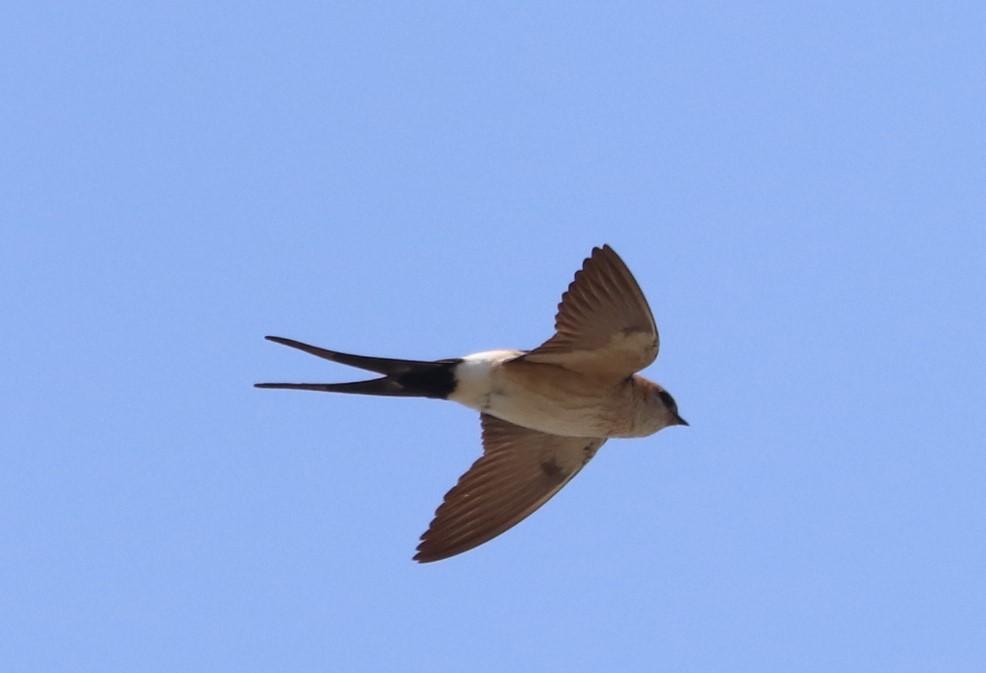 Red-rumped Swallow - ML620919007
