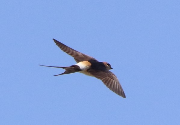 Red-rumped Swallow - ML620919010