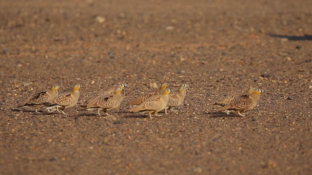 Crowned Sandgrouse - ML620919011