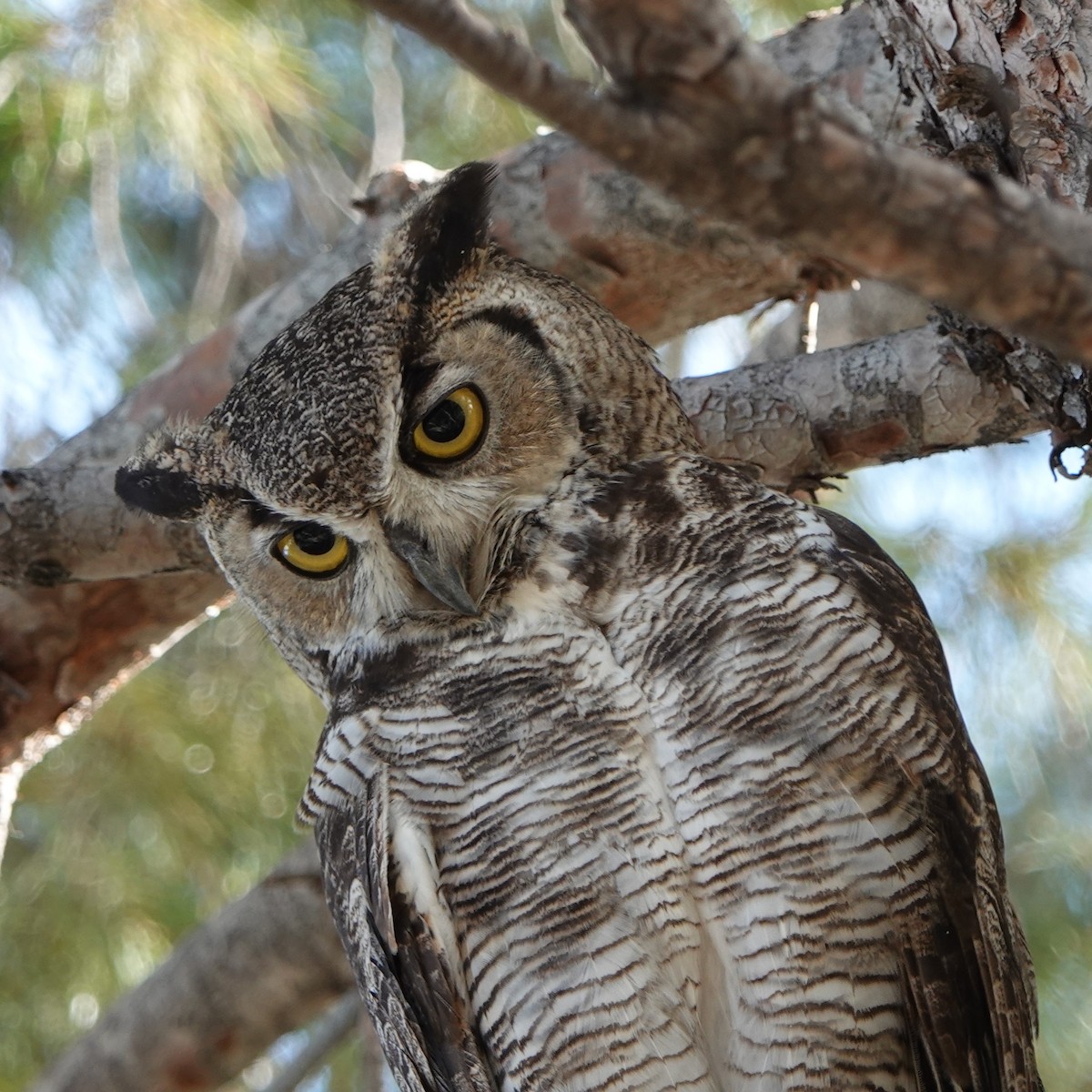 Great Horned Owl - ML620919016