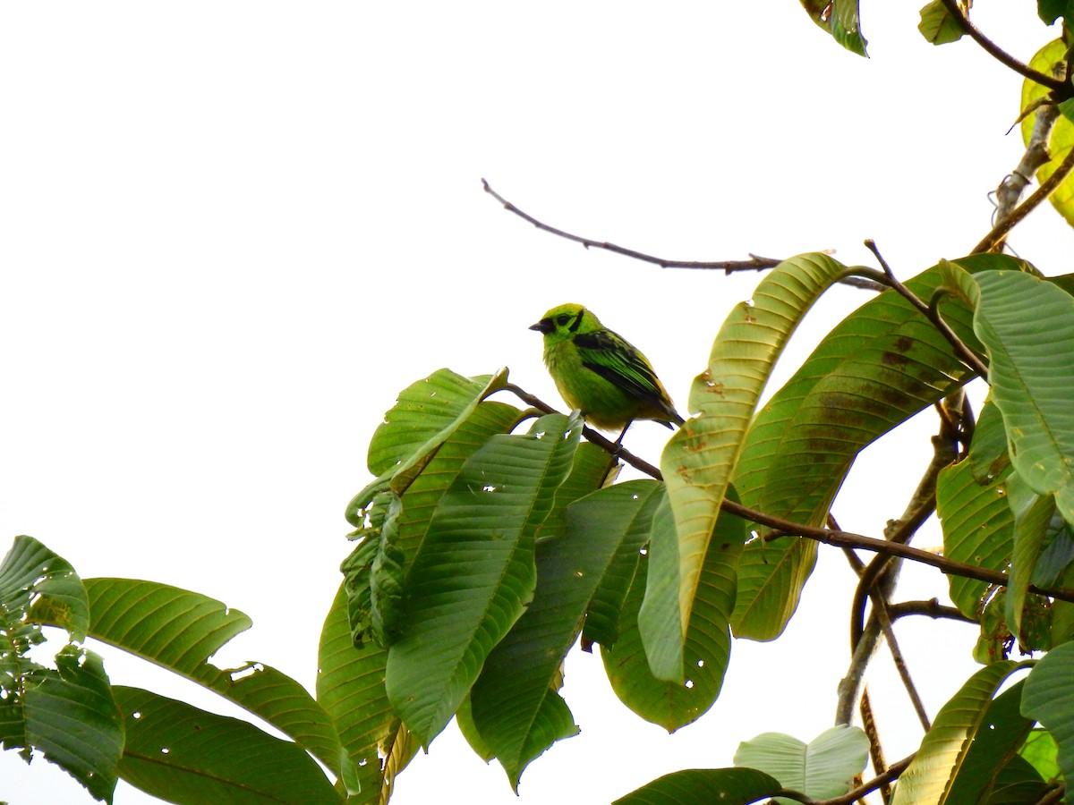 Emerald Tanager - ML620919025