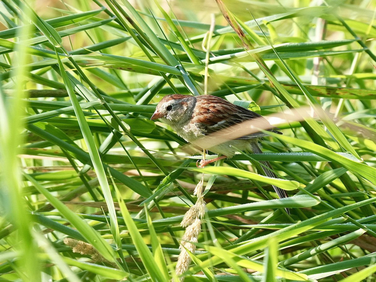 Field Sparrow - ML620919029