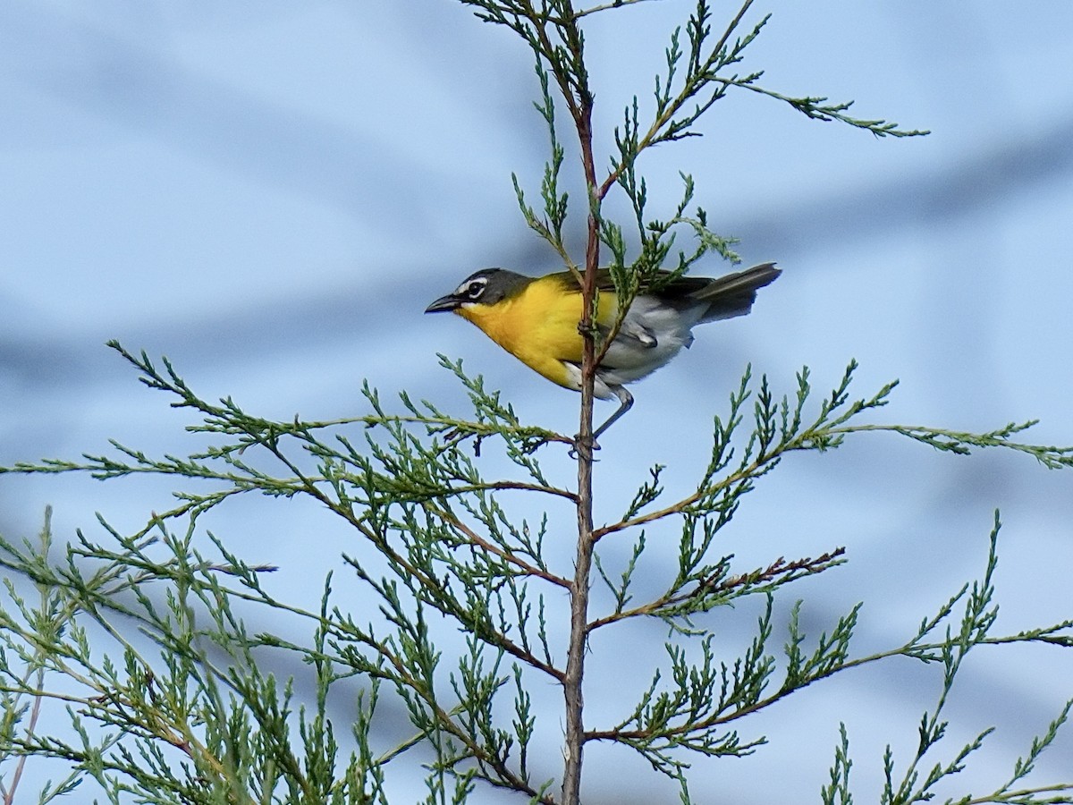 Yellow-breasted Chat - ML620919034