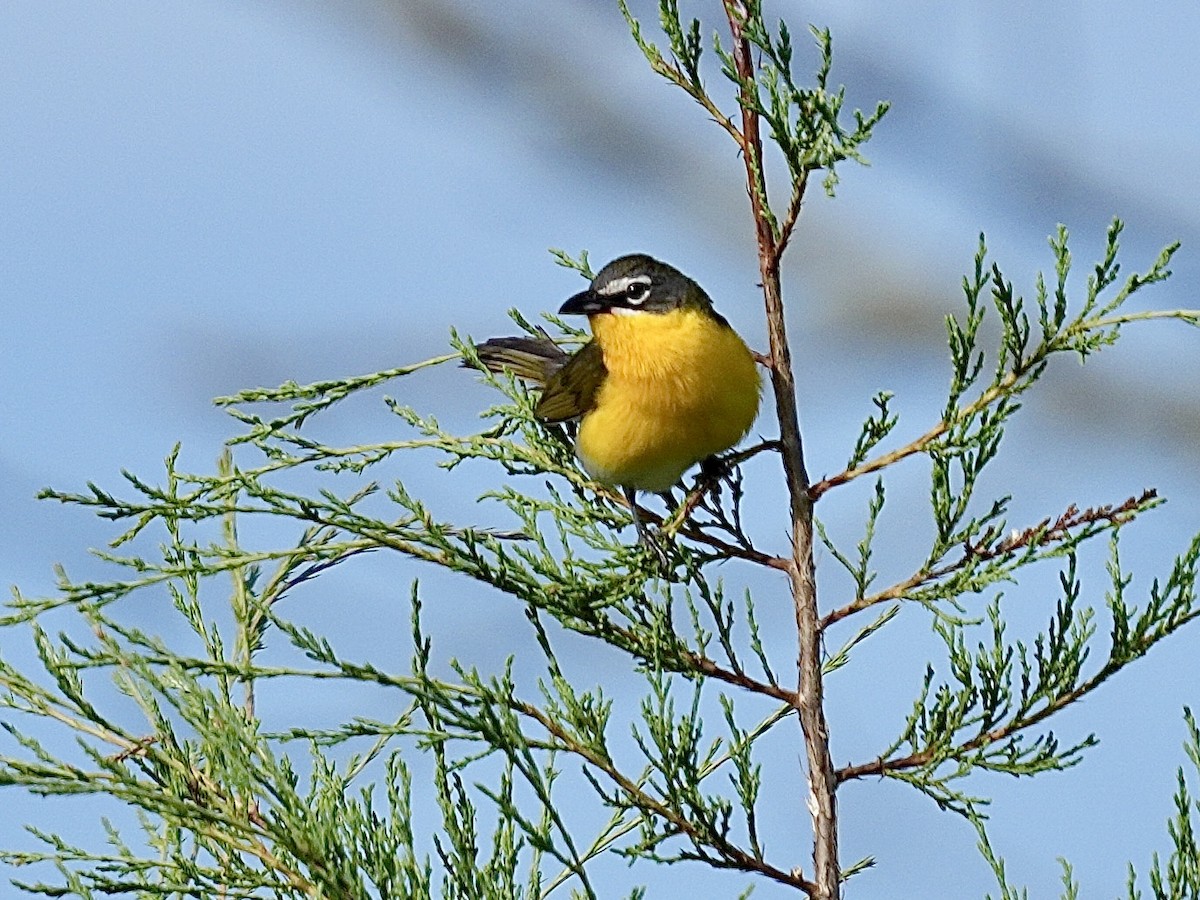 Yellow-breasted Chat - ML620919035
