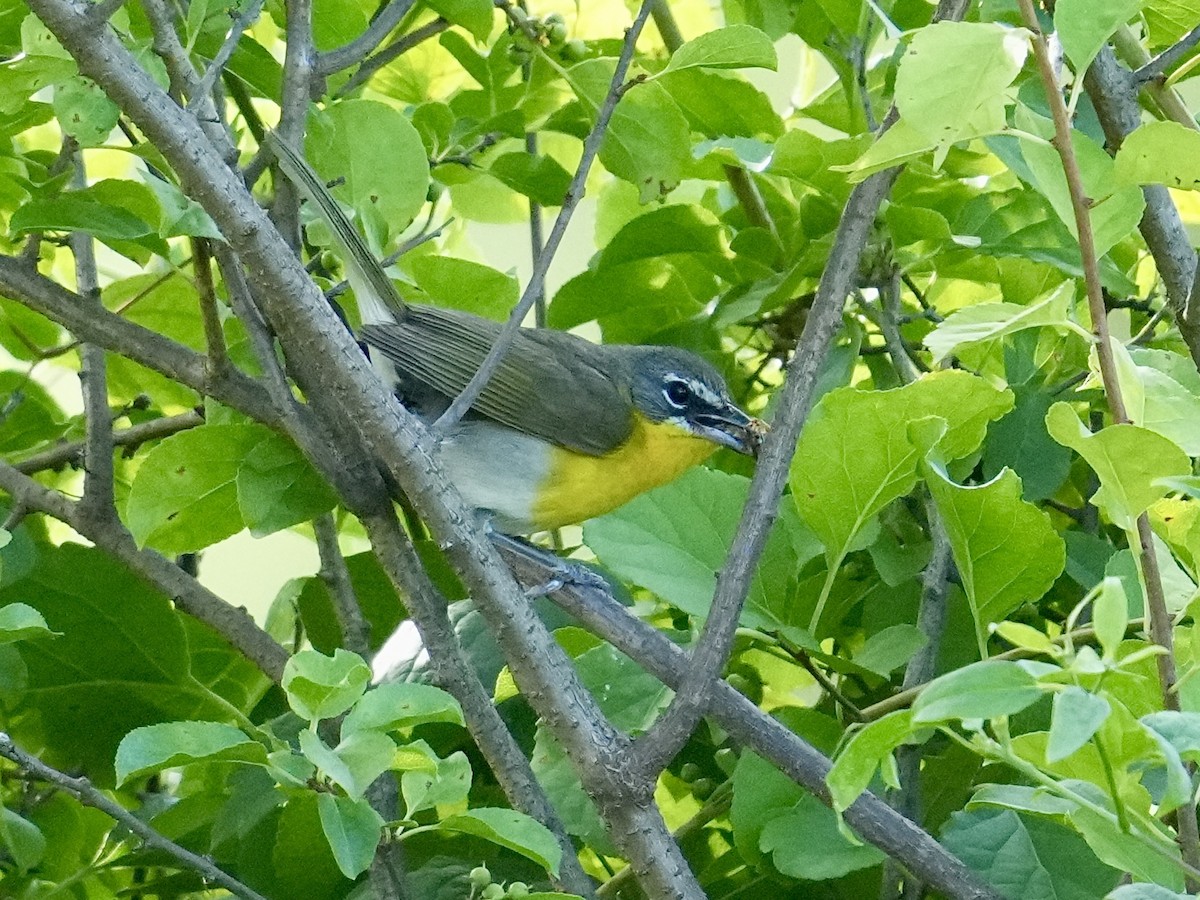 Yellow-breasted Chat - ML620919036