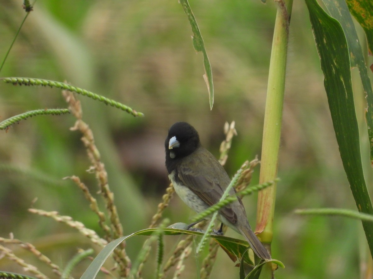 Yellow-bellied Seedeater - ML620919038