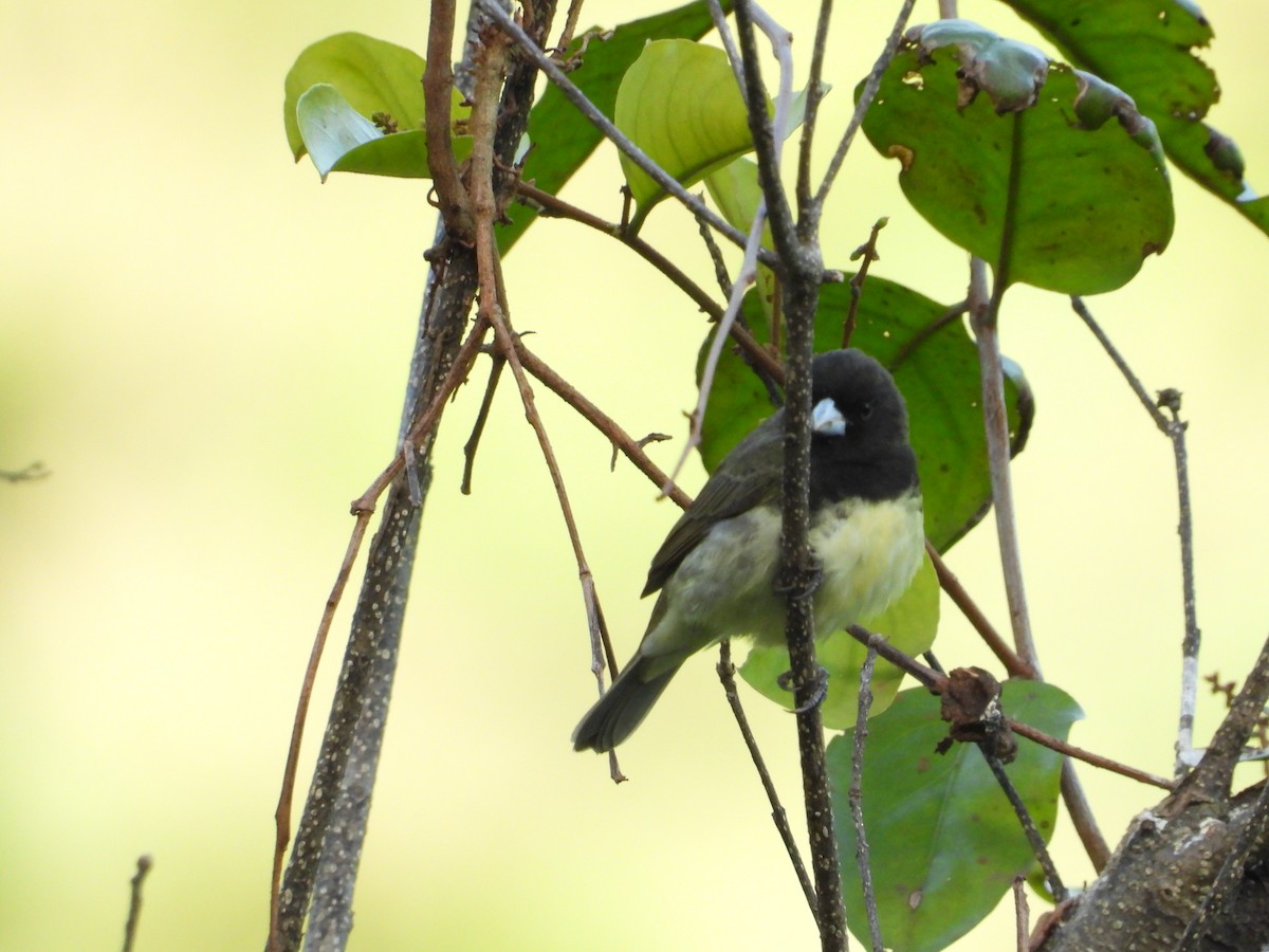 Yellow-bellied Seedeater - ML620919039