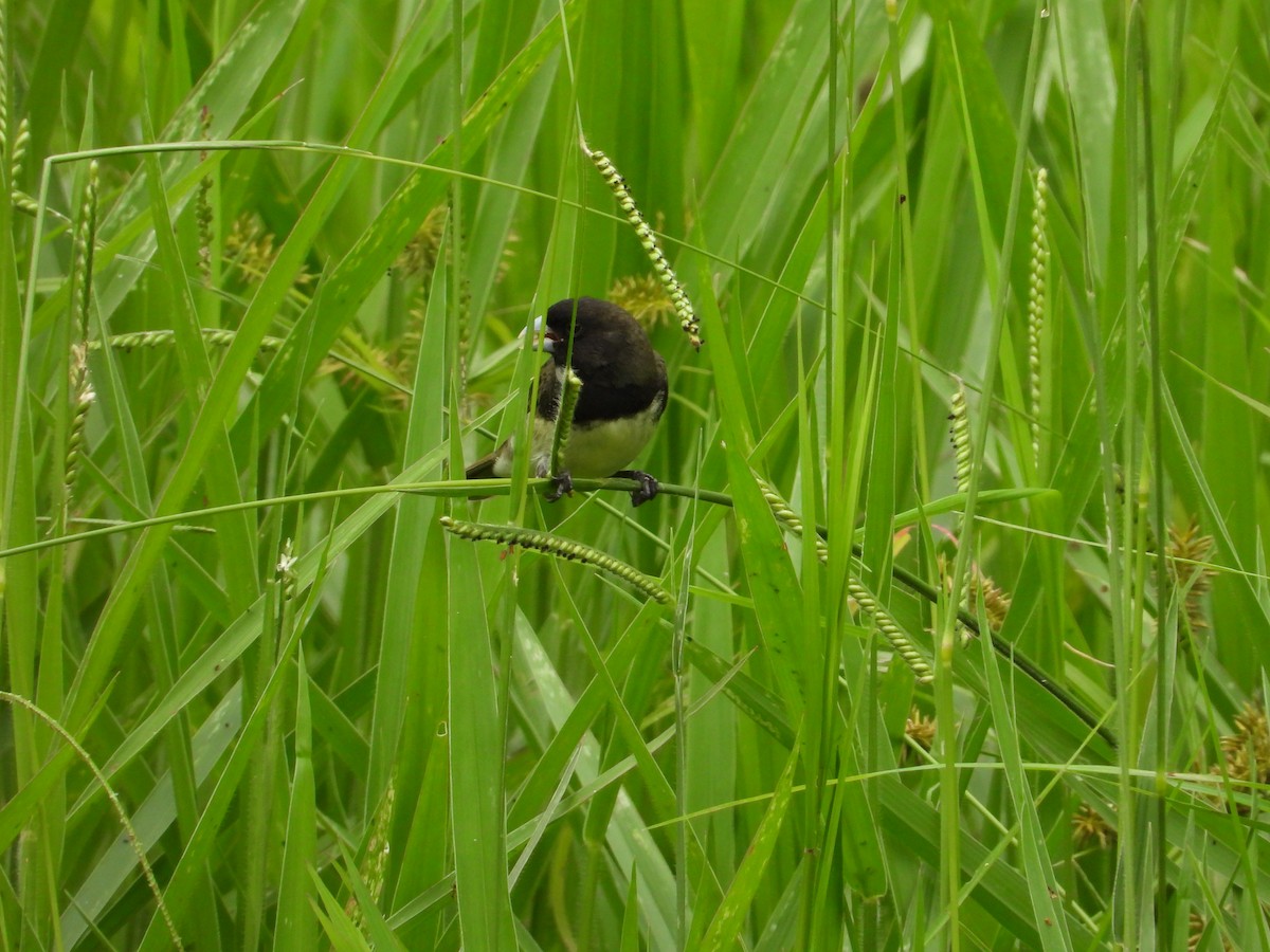 Yellow-bellied Seedeater - ML620919040