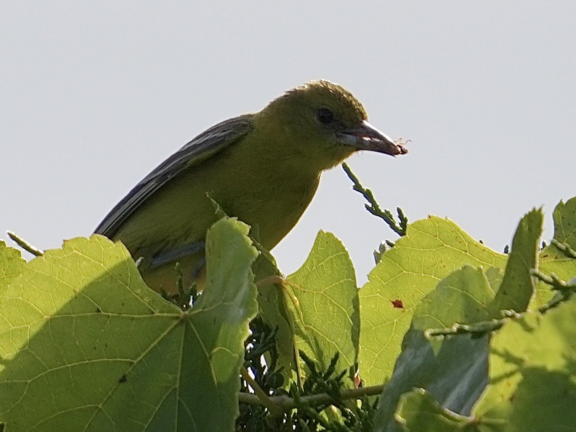 Orchard Oriole - ML620919042