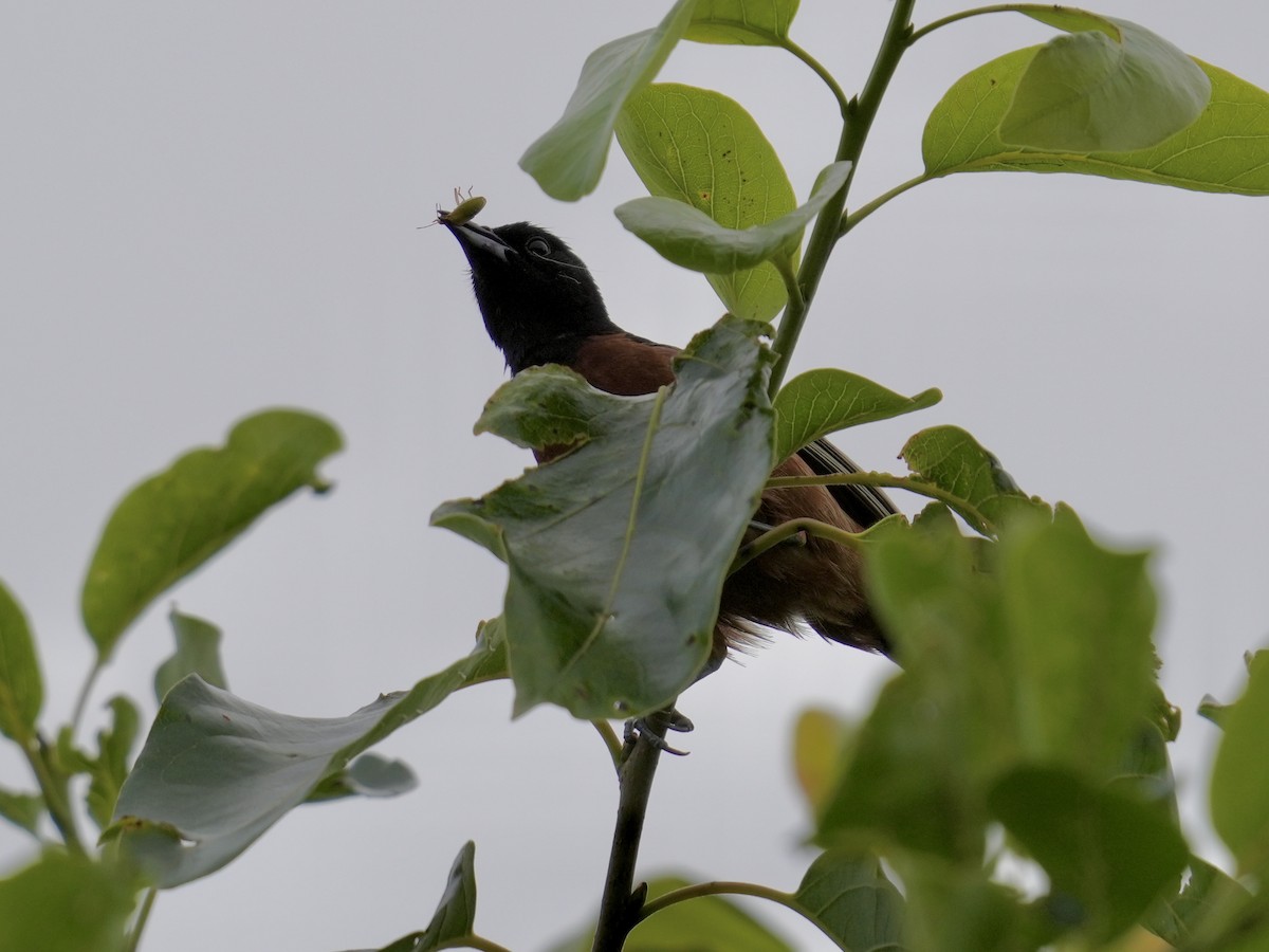 Orchard Oriole - ML620919043
