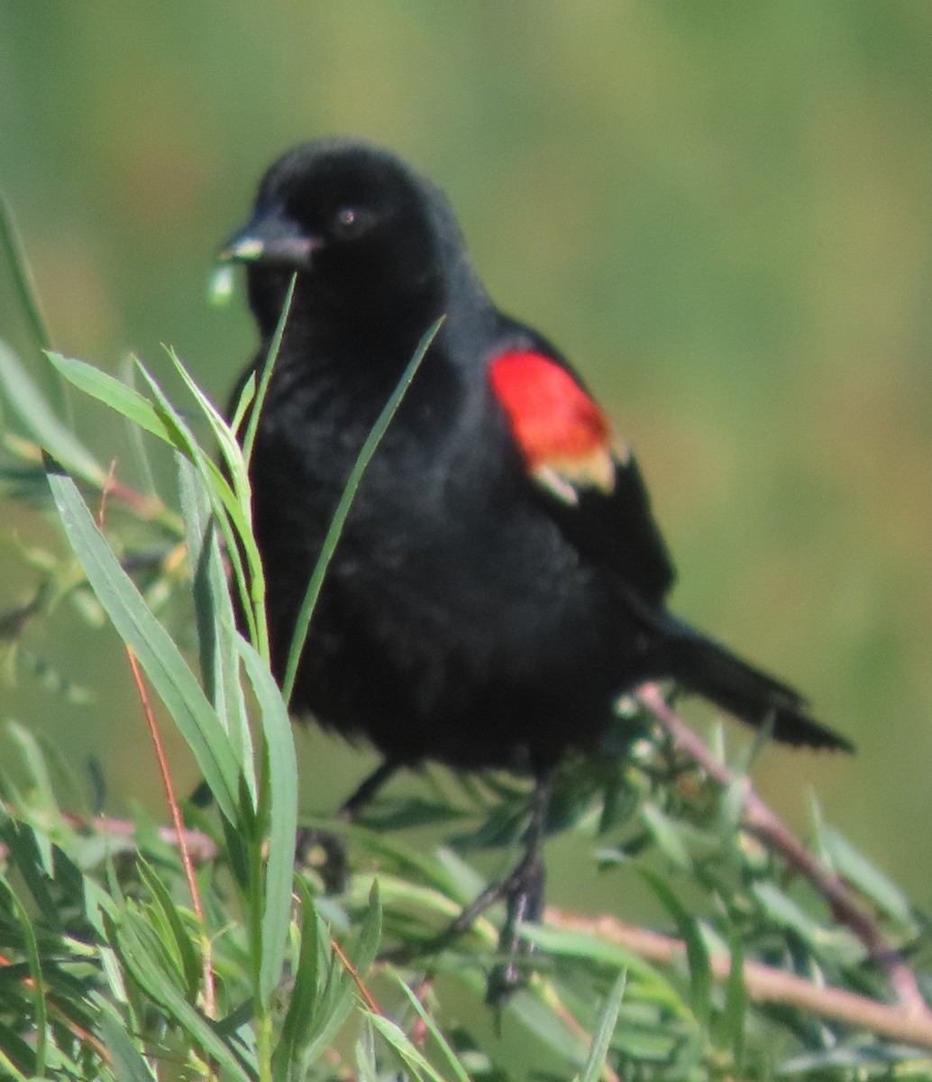 Red-winged Blackbird - ML620919064