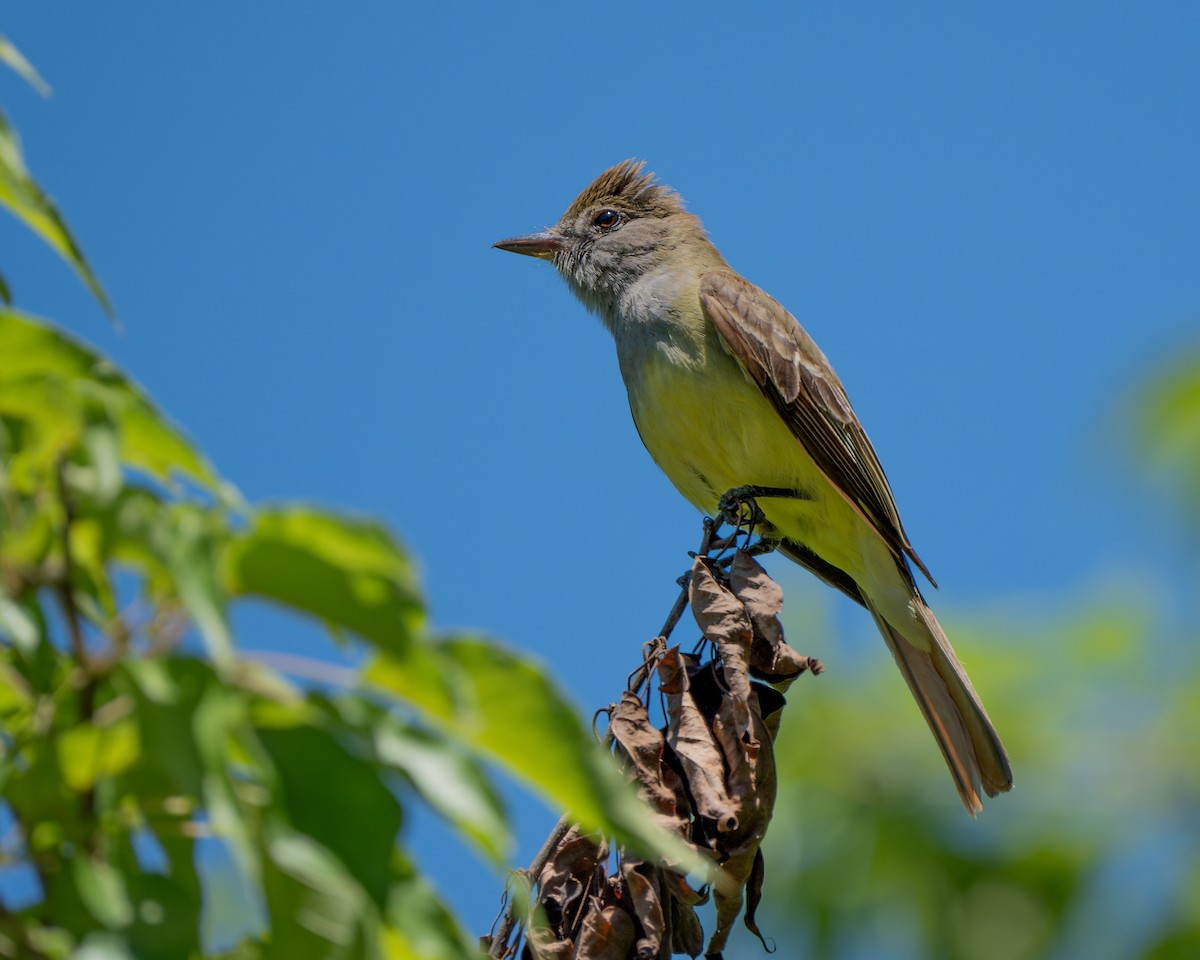 Great Crested Flycatcher - ML620919080