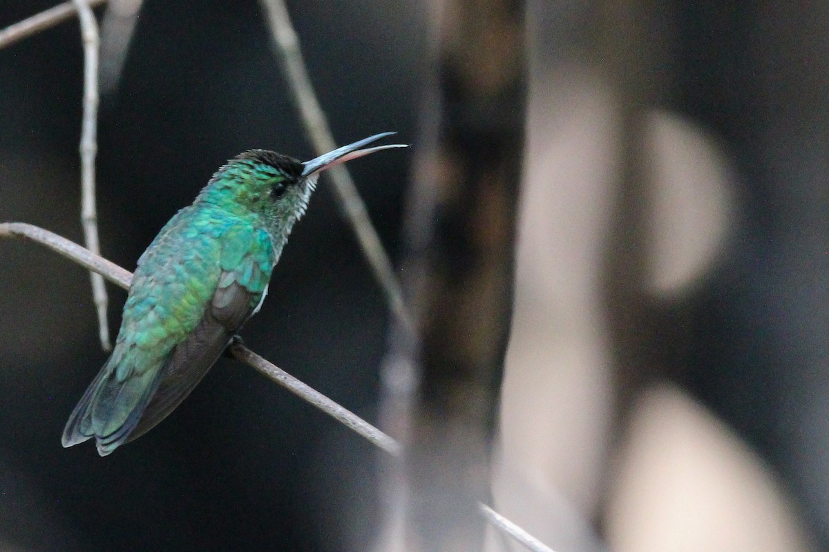 Blue-chinned Sapphire - Jared Howard