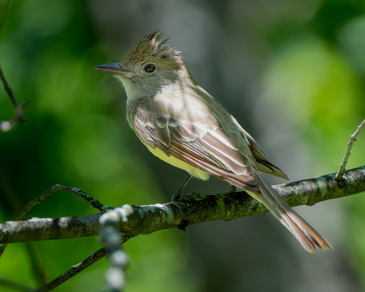 Great Crested Flycatcher - ML620919087