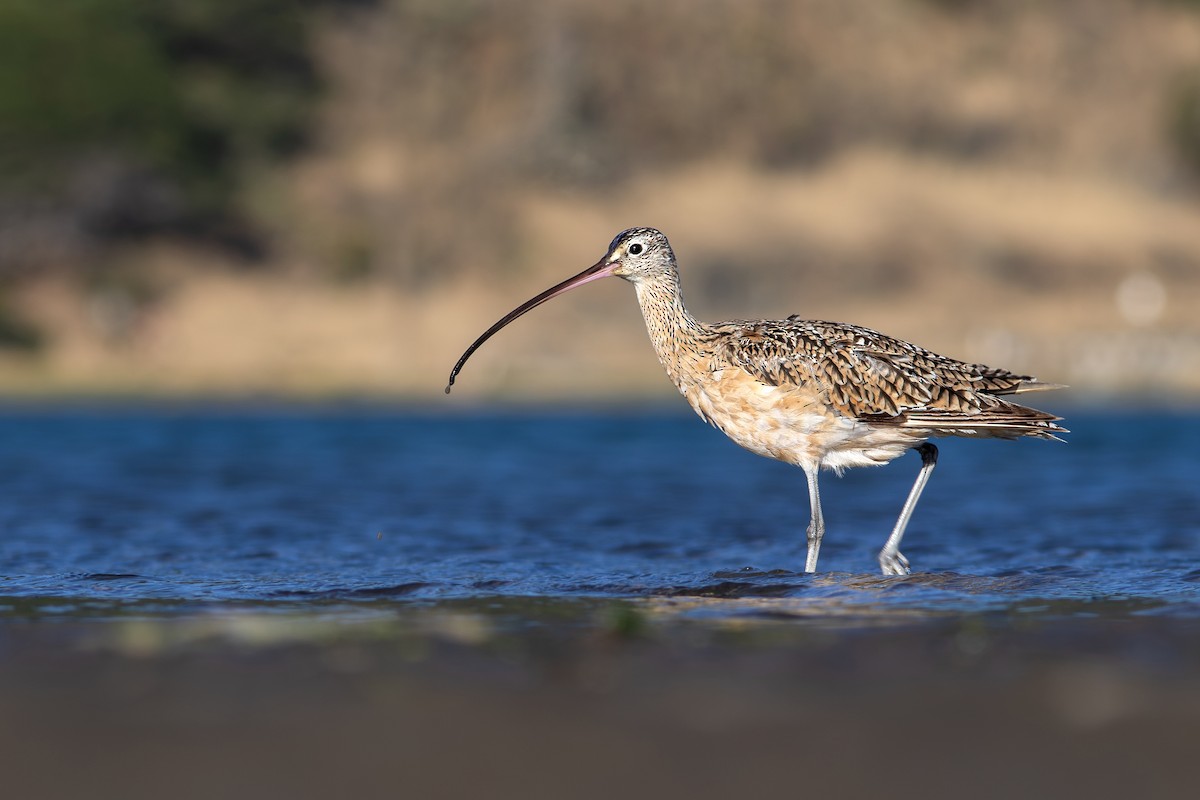 Long-billed Curlew - ML620919092