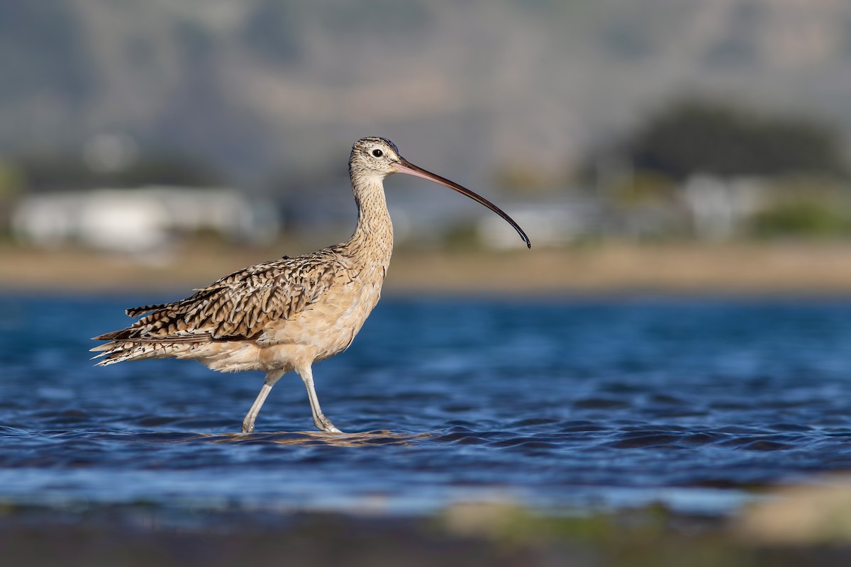 Long-billed Curlew - ML620919093
