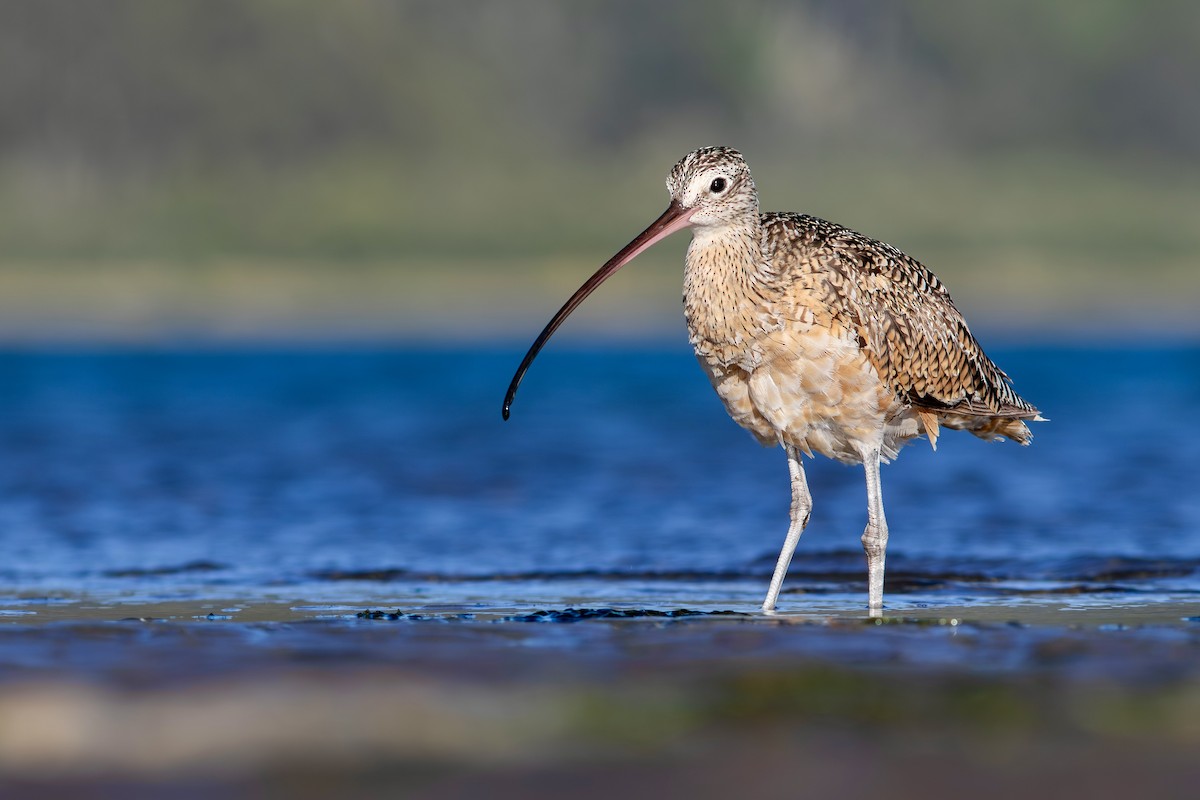 Long-billed Curlew - ML620919094
