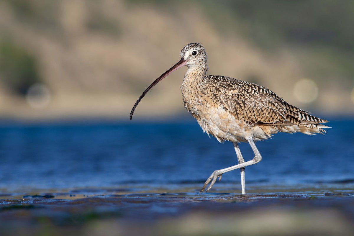 Long-billed Curlew - ML620919095