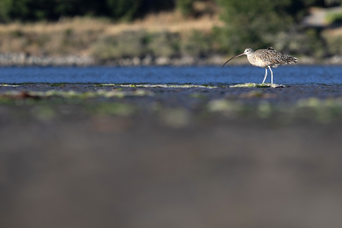 Long-billed Curlew - ML620919096