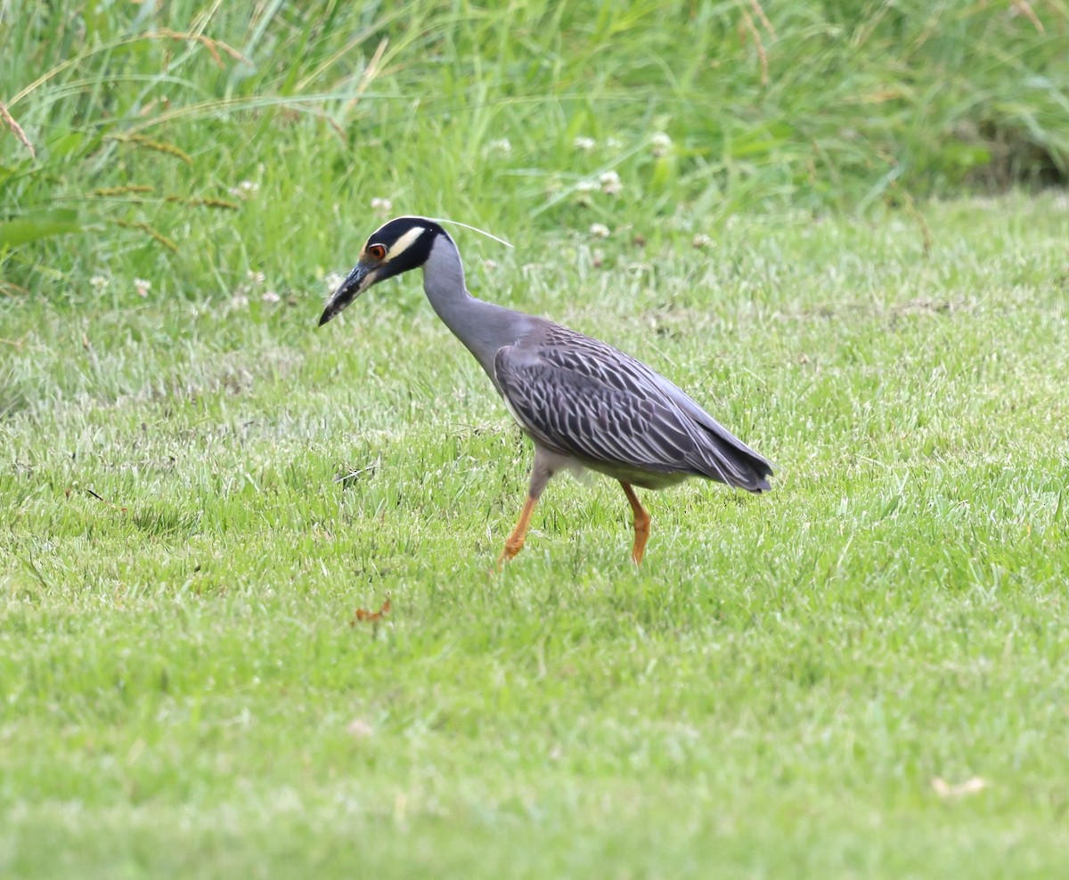 Yellow-crowned Night Heron - Keith McMullen