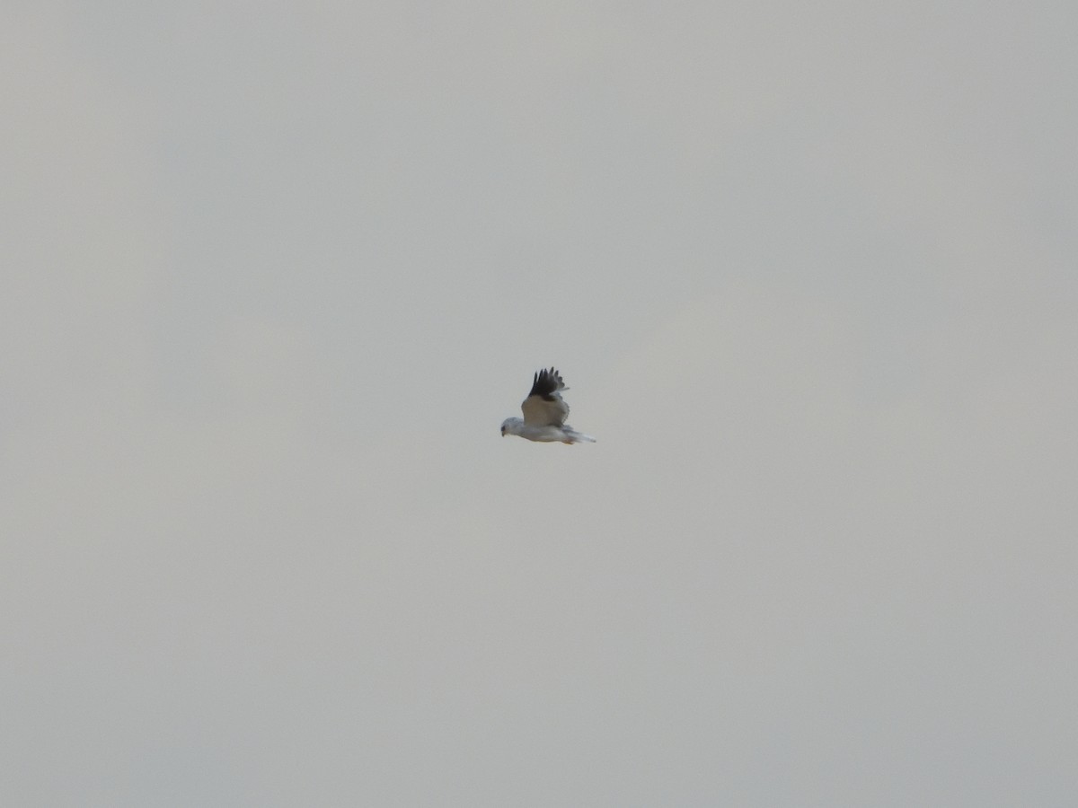 Black-winged Kite - ML620919125