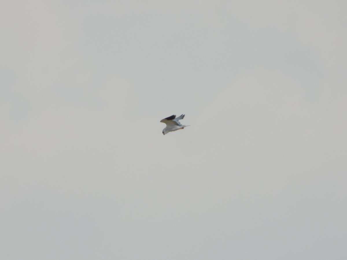 Black-winged Kite - ML620919126