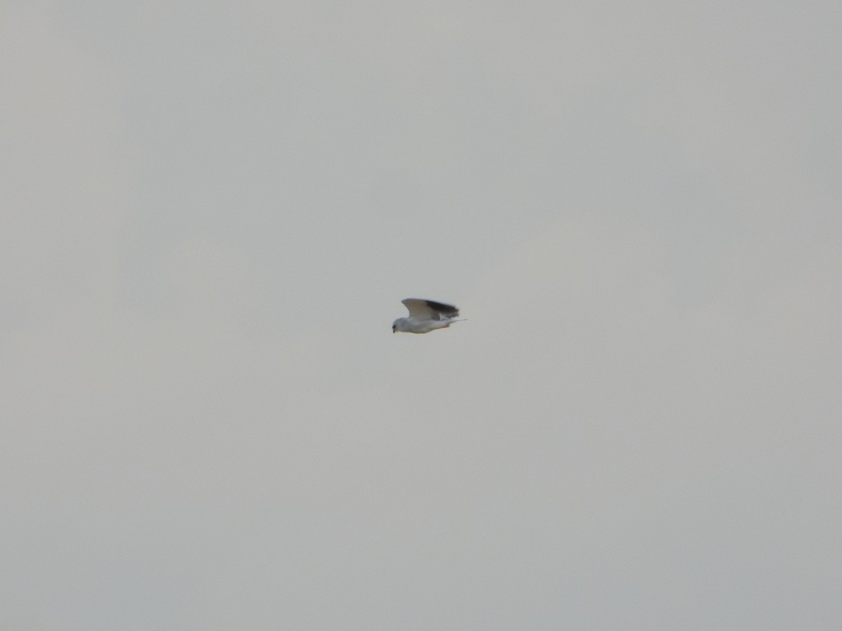 Black-winged Kite - ML620919127