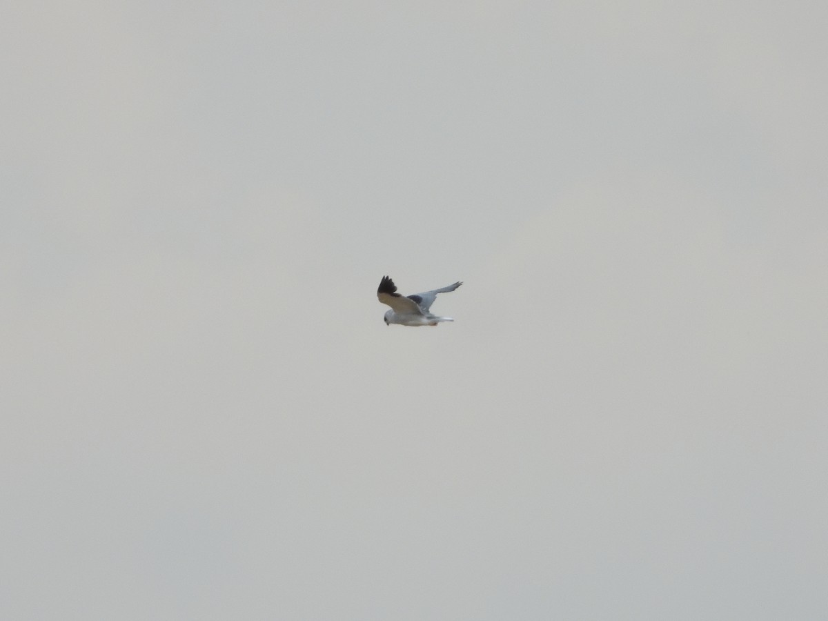 Black-winged Kite - ML620919128