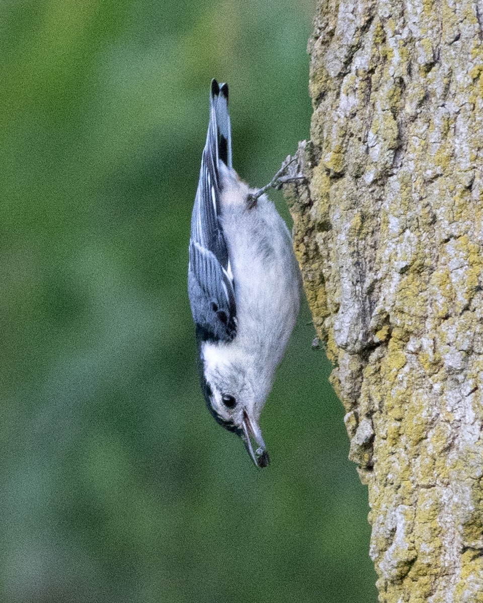 White-breasted Nuthatch - Karen Wang