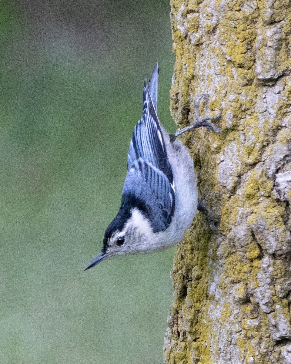 White-breasted Nuthatch - ML620919131