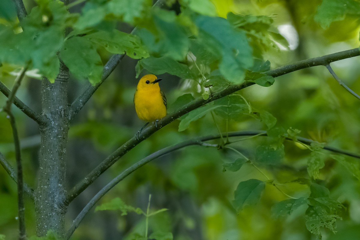 Prothonotary Warbler - ML620919134