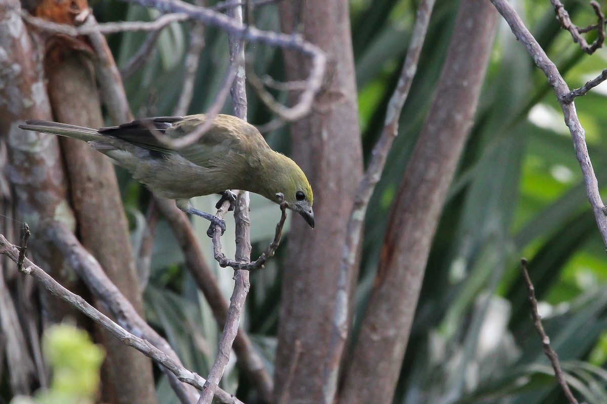Palm Tanager - ML620919144