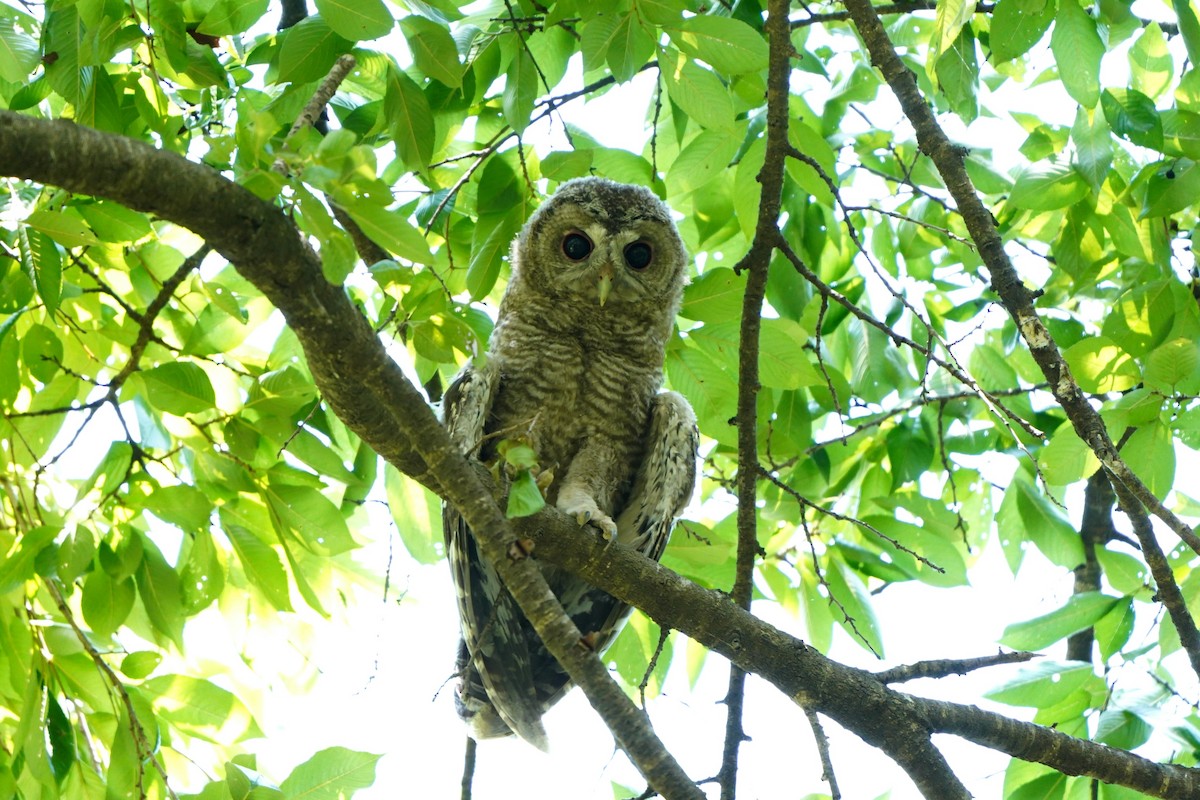 Himalayan Owl - ML620919188