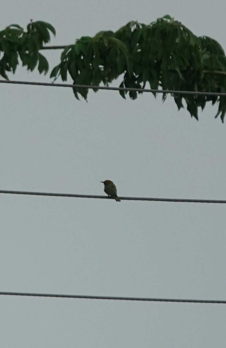 Asian Green Bee-eater - ML620919199