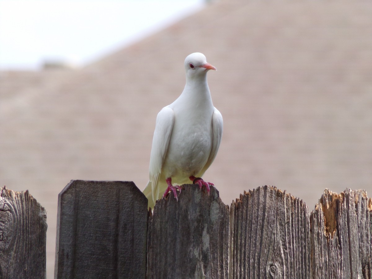 Rock Pigeon (Feral Pigeon) - ML620919218