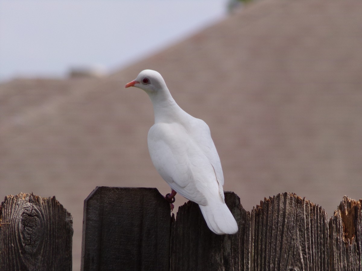 Rock Pigeon (Feral Pigeon) - ML620919219