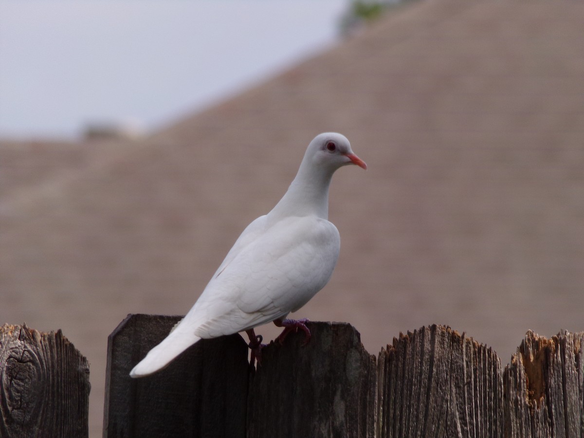 Сизый голубь (Одомашненного типа) - ML620919220