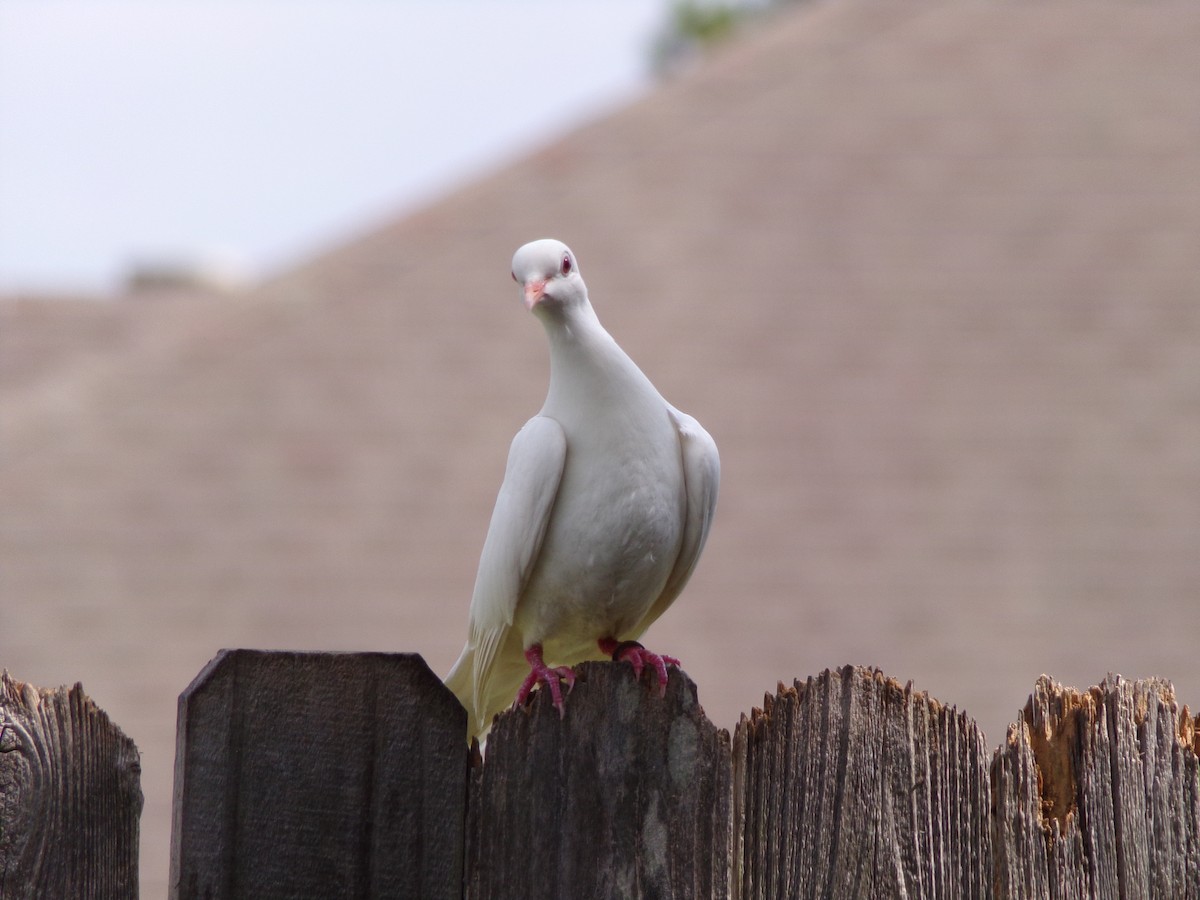 Pigeon biset (forme domestique) - ML620919221