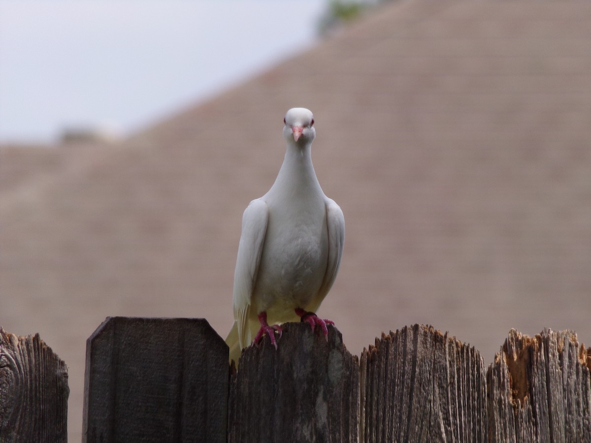 Rock Pigeon (Feral Pigeon) - ML620919222