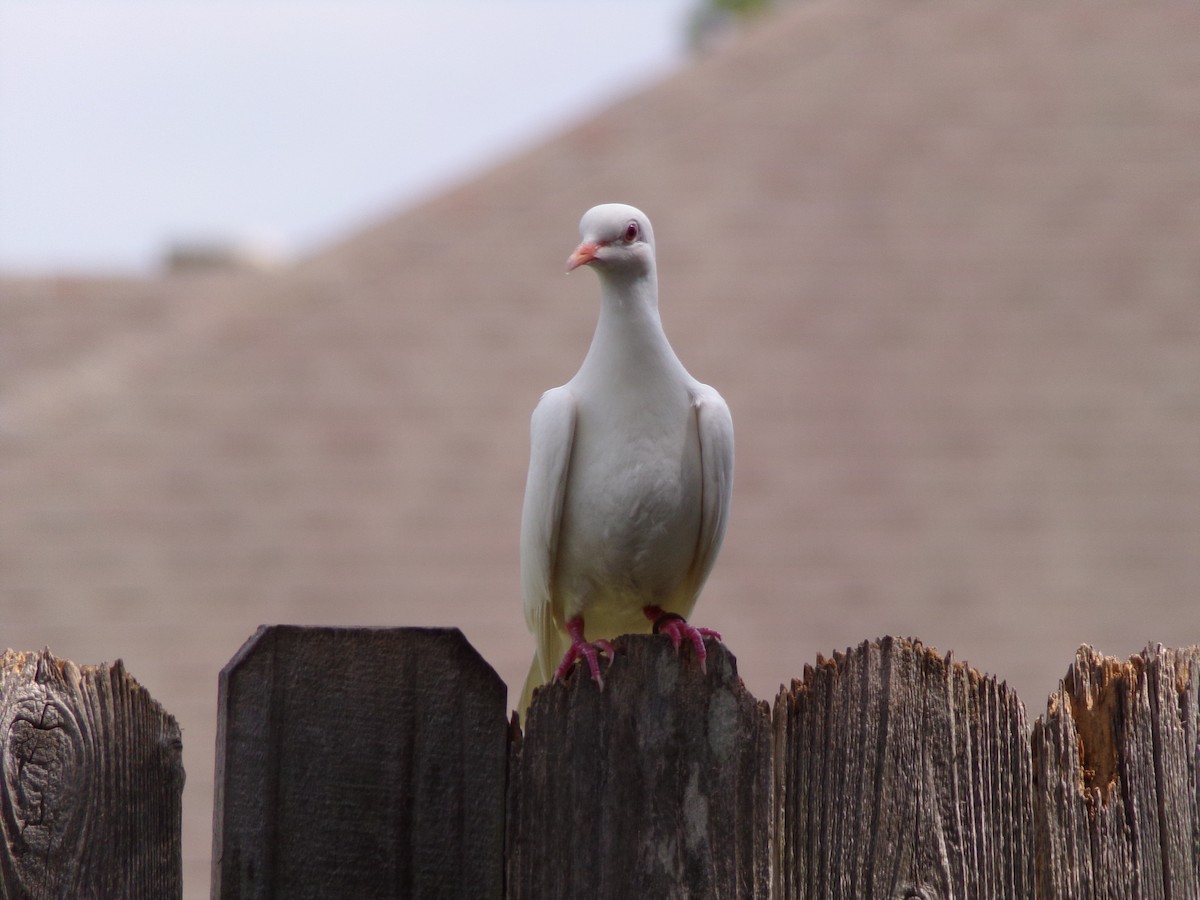 Rock Pigeon (Feral Pigeon) - ML620919223