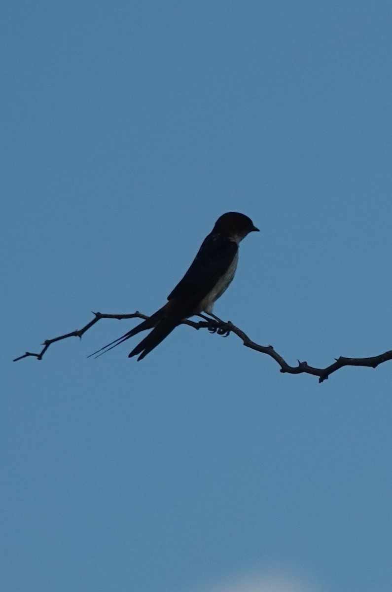 Red-rumped Swallow - ML620919224