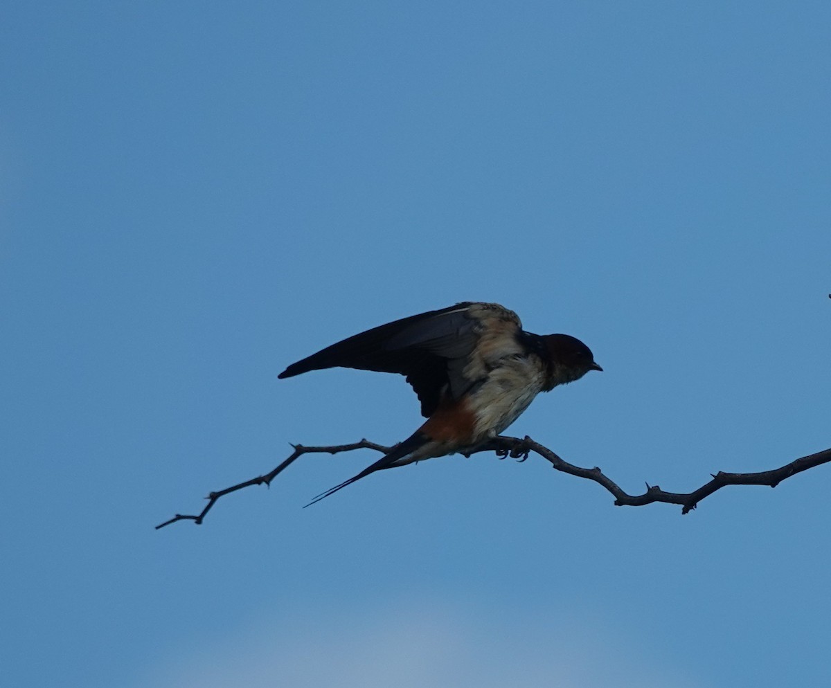 Red-rumped Swallow - ML620919226