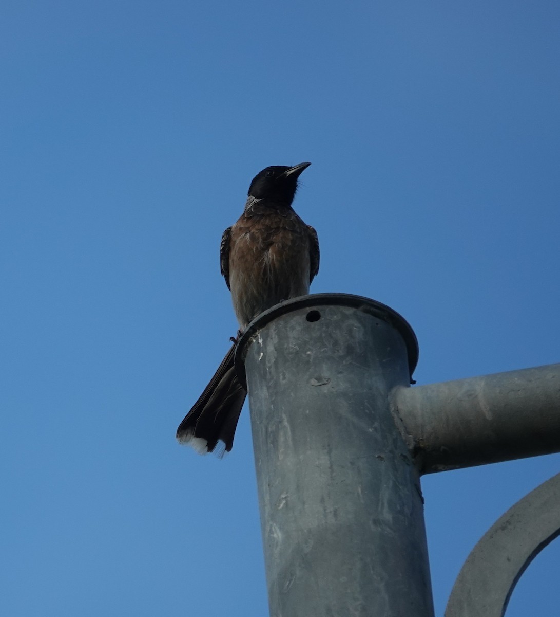 Red-vented Bulbul - ML620919229