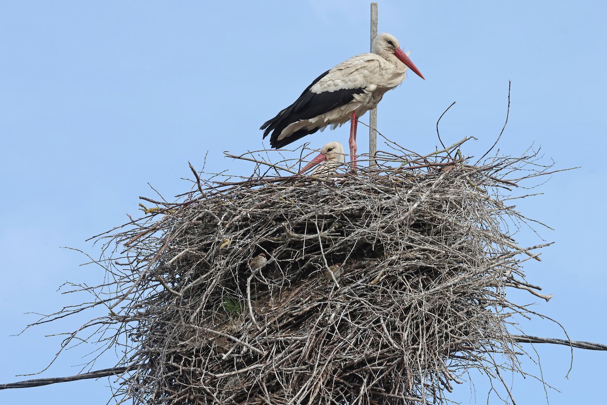 White Stork - ML620919268