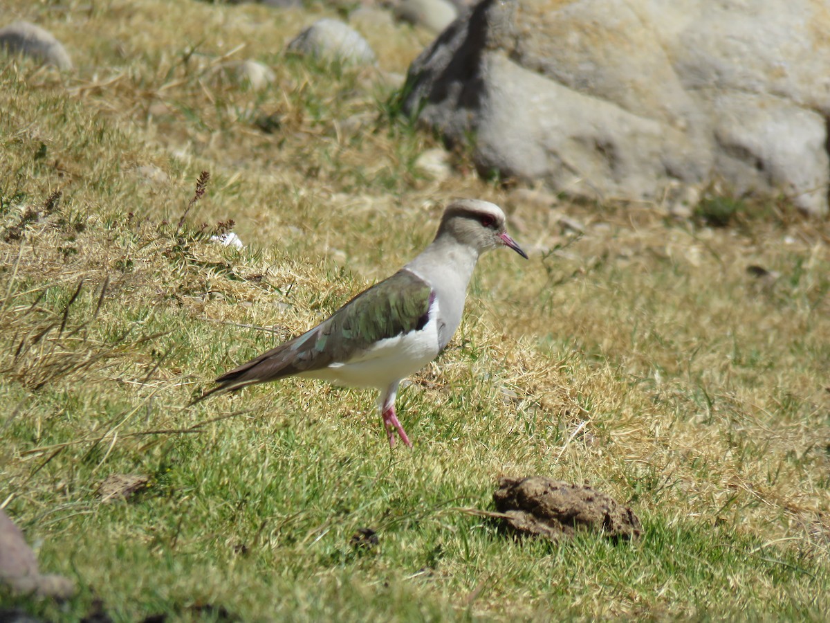Andean Lapwing - ML620919287